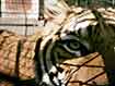 Previous