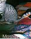 Previous