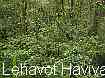 Previous